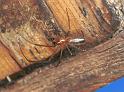 Tetragnatha_ZZ221_F2155_Z_81_Les Gris_Frankrijk